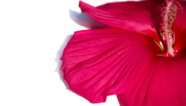 Hibiscus Rosa Sinensis Китайська Троянда Тільки Наполовину Витривала Тому Часто — стокове фото