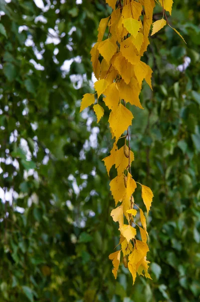 Καλύτερη Εποχή Του Χρόνου Πολύχρωμα Φθινοπωρινά Φύλλα Σημύδας Φυλλοβόλο Δέντρο — Φωτογραφία Αρχείου