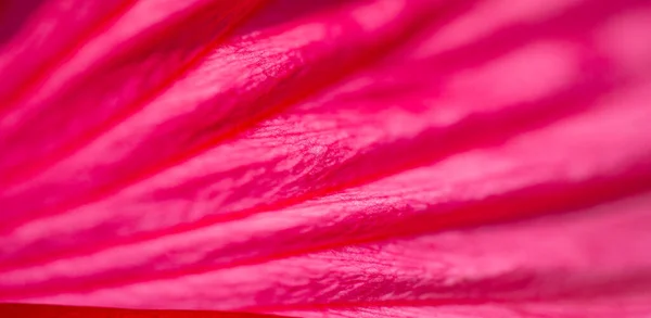 장미인 히비스커스로 엔시스 Hibiscus Rosa Sinensis 정도의 꽃이기 때문에 꽃으로 — 스톡 사진