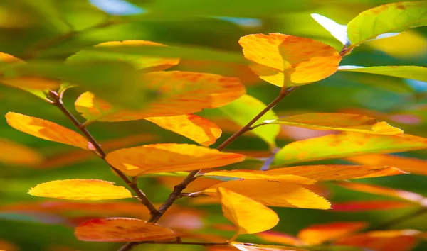 Φθινόπωρο Σκίτσο Του Φθινοπώρου Στη Φωτογραφία Κίτρινα Βυσσινί Κόκκινα Φύλλα — Φωτογραφία Αρχείου