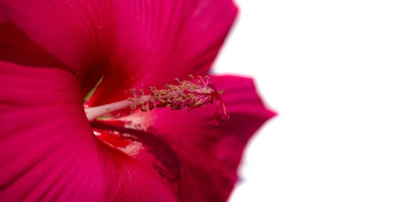 Hibiscus Rosa Sinensis Китайська Троянда Квітковий Чай Гібіска Відомий Під — стокове фото