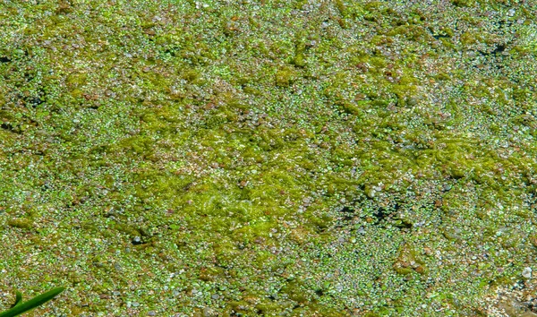 Estanque Algas Florecimiento Algas Perjudiciales Nav Floración Del Agua Que —  Fotos de Stock