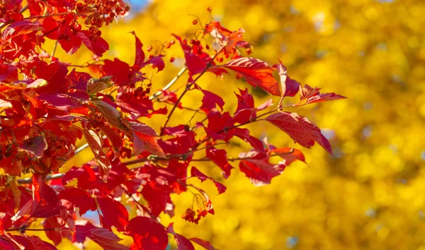Herbstblätter Den Ästen Der Bäume Herbstliches Laub Füllt Die Straßen — Stockfoto