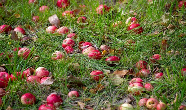 stock image Apples fall from the tree to the ground. Apple orchard and many fallen rotting fruits under the tree on garden land in autumn in the countryside