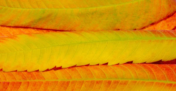 Blättert Herbst Nahaufnahme Makrofotografie Erstaunliche Welt Eröffnet Sich Mit Makrofotografie — Stockfoto