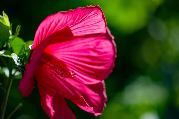 Hibiscus Fabsa Sinensis Китайская Роза Полувынослива Поэтому Часто Выращивают Летний — стоковое фото