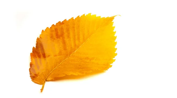 Herfst Bladeren Een Witte Achtergrond Herfst Ieders Favoriete Seizoen Bladeren — Stockfoto