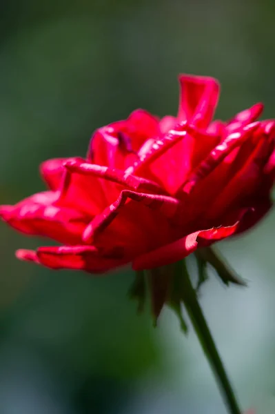 Rosa Jardim Profundidade Campo Rasa Vitalidade Enche Todo Buquê Totalmente — Fotografia de Stock
