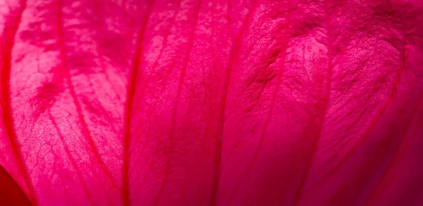 Hibiscus Rosa Sinensis Rosa China Flor Hibisco Conocido Por Muchos — Foto de Stock