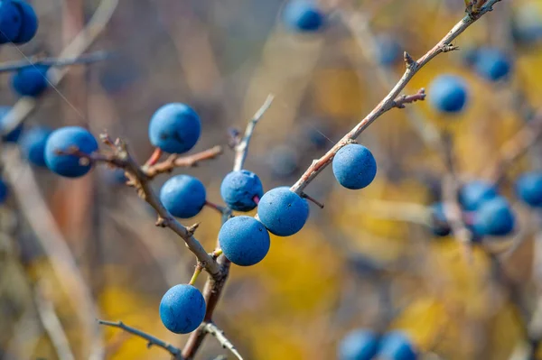 Prunus Spinosa Blackthorn Sloe Olarak Adlandırılır Konserve Yiyecekler Için Uygundur — Stok fotoğraf