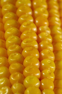 Mısır bitkisi, Poaceae (Poaceae) familyasından bir tahıl bitkisi ve onun yenilebilir tahılına sahip uzun yıllık bir ottur. Mısır çiftlik hayvanı yemi olarak, insanlar için yiyecek olarak, biyoyakıt olarak kullanılır.