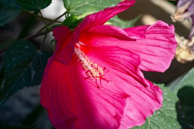 Hibiscus rosa-sinensis, Çin gülü, mor çiçekleri çiçek açmış, parlak ve bereketli altın merkezlerle doluydu.