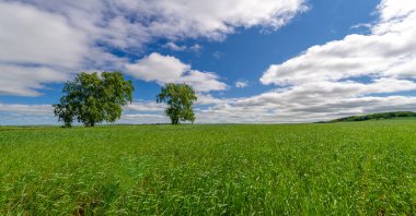 Bahar fotoğrafçılığı, genç mısır gevreği çekimleri. Olgunlaşmış buğday. Parlak güneşin altında yeşil fotosentez filizleri. Fosfor ve nitrojen gübreleri tanıtıldı