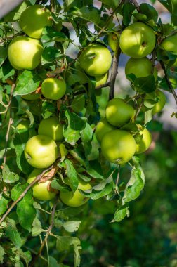 Elmalar. Elma kombinasyonunu seviyorum, bazıları sert ve keskin, bazıları da yumuşak ve tatlı. Ne yaparsan yap, pastaya baharat katma! Fransız pastasında tarçın ve hindistan cevizi olmaz..