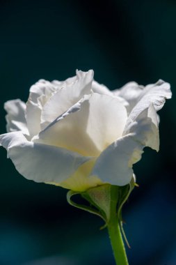 Gül bahçesi. Yüzeyin derinliği. Canlılık tüm buketi doldurur, yüksek merkezli büyük bir çiçeğe dönüşür, yapraklar kabarır, ve sarhoş edici bir lavanta kokusu.