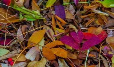 Sonbahar fotoğrafçılığı, sonbaharda yapraklar, yılın bu zamanında ağaçlar turuncu, kırmızı ve bakır çiçeklerden koparak canlanıyor.
