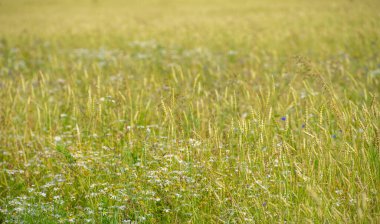 Yaz. Ilıman ülkelerde yetişen en önemli tür olan buğday, ekmek, makarna ve hamur işlerinde un yapmak için kullanılan bir buğday bitkisidir.,