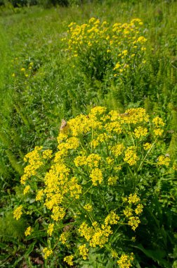 Model stüdyo fotoğrafı, Müslüman giysileri, Arapça tesettür kelimesinin İngilizce 'ye 