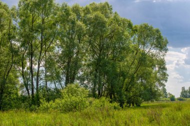 Yaz manzarası, gök gürültülü bulutlar, mavi gökyüzü, sel basmış çayır tarlaları, yaz renklerinin kokusu ve çeşitli kır çiçekleri.