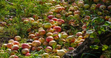 Elmalar ağaçtan yere düşer. Elma bahçesi ve bir sürü çürümüş meyve, sonbaharda kırsal alanda, bahçedeki ağacın altında.