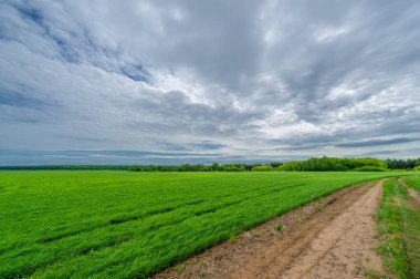 İlkbahar fotoğrafçılığı, kırsal alan, genç buğday tarlalarının arasından geçen toprak yol, bir yerden diğerine uzanan geniş bir yol, özellikle araçların kullanabileceği özel hazırlanmış bir yüzeye sahip olan bir yol.