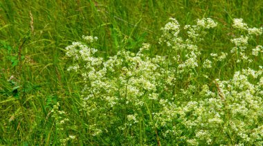 Yaz manzarası, gök gürültülü bulutlar, mavi gökyüzü, sel basmış çayır tarlaları, yaz renklerinin kokusu ve çeşitli kır çiçekleri.