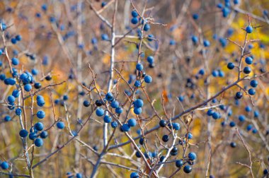 Prunus spinosa, blackthorn ya da sloe olarak adlandırılır, konserve yiyecekler için uygundur, ama yiyecek için yeterlidir. Bir çit yaratmak için. Meyve suyu sahte porto şarabı yapımında kullanılıyor. Blackthorn cini.