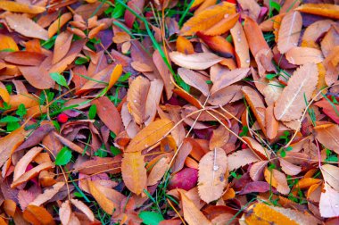 Sonbahar fotoğrafçılığı, sonbaharda yapraklar, yılın bu zamanında ağaçlar turuncu, kırmızı ve bakır çiçeklerden koparak canlanıyor.