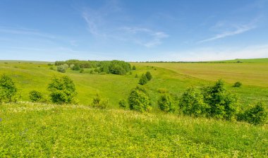 Yaz, çayır tarlaları, vadiler, çam ağaçları fındık ağacı, kır çiçekleri, dünyanın Avrupa bölgesi.