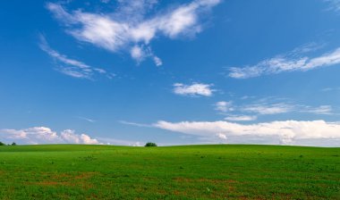  Bahar, genç yeşil buğday güneşte yetişir, ılıman ülkelerde yetişen en en önemli bitkidir, buğday, ekmek yapmak için toprak, vs. 