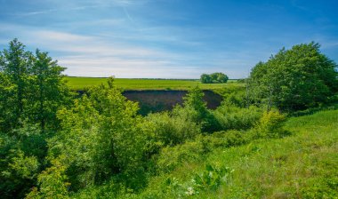 Yaz sıcacık yaz günleri, kırsal yol, yonca tarlalarına ekilen tarlalar, mısır.