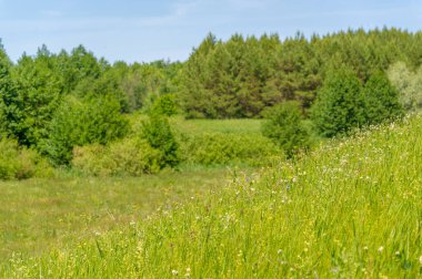 Yaz manzarası, çayır tarlaları, vadiler, çam ağaçları fındık ağacı, kır çiçekleri, dünyanın Avrupa bölgesi.