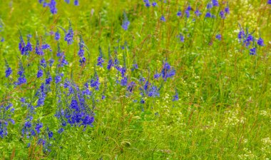Yaz manzarası, gök gürültülü bulutlar, mavi gökyüzü, sel basmış çayır tarlaları, yaz renklerinin kokusu ve çeşitli kır çiçekleri.