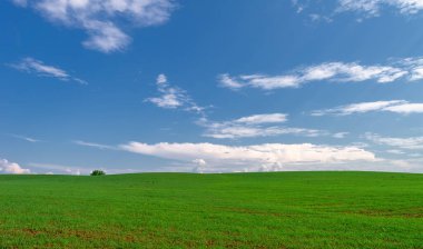  Bahar, genç yeşil buğday güneşte yetişir, ılıman ülkelerde yetişen en en önemli bitkidir, buğday, ekmek yapmak için toprak, vs. 