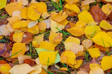 Yılın en güzel zamanı huş ağacının renkli sonbahar yaprakları, yaprakları kalp şeklinde ve beyaz kabuklu yaprak döken yapraklar..