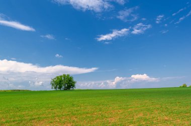  Bahar fotoğrafçılığı, güneşte yetişen taze yeşil buğday, ılıman ülkelerde yetişen en en önemli bitkidir, buğday, ekmek yapmak için toprak, vs. 