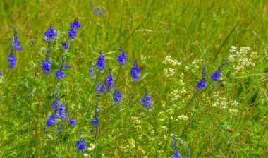 Yaz manzarası, gök gürültülü bulutlar, mavi gökyüzü, sel basmış çayır tarlaları, yaz renklerinin kokusu ve çeşitli kır çiçekleri.