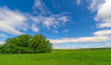 Bahar fotoğrafçılığı, genç mısır gevreği çekimleri. Olgunlaşmış buğday. Parlak güneşin altında yeşil fotosentez filizleri. Fosfor ve nitrojen gübreleri tanıtıldı