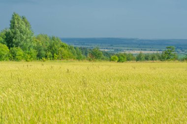 Yaz fotoğrafı. Ilıman ülkelerde yetişen ve ekmek, makarna, pasta vb. için un yapmak için kullanılan en önemli bitki olan buğday. ..