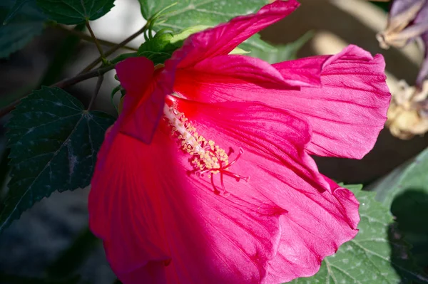Hibiscus Fabsa Sinensis Китайская Роза Пурпурные Цветки Цветущими Блестящими Полными — стоковое фото