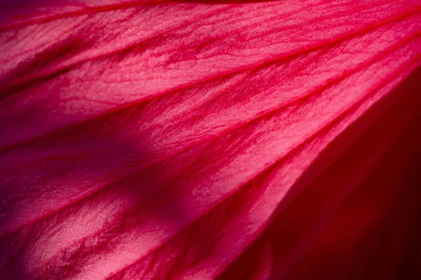Hibiscus Rosa Sinensis Rosa China Solo Semi Resistente Por Que — Foto de Stock