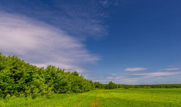 Bahar Fotoğrafçılığı Bulutlu Gökyüzü Manzarası Nitrojen Fosfat Gübreli Genç Buğday — Stok fotoğraf