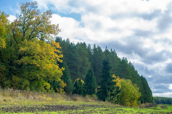 Stock image Autumn landscape photo. Flat flora of Europe. Meadows, ravines, thickets, open deciduous or mixed forest. Meadows in September