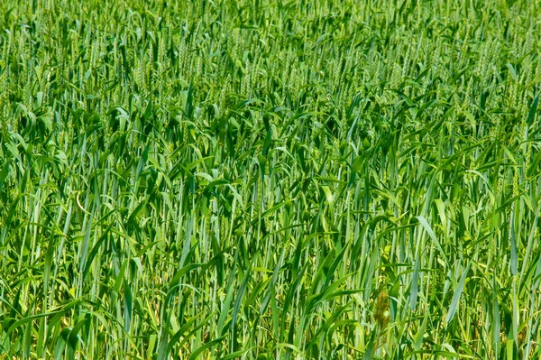 Letní Fotografie Pšenice Obilná Rostlina Která Nejdůležitějším Druhem Pěstovaným Mírných — Stock fotografie
