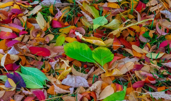 stock image Autumn photography, leaves in the fall, At this time of the year the trees seem to come to life, breaking from orange, red and copper flowers