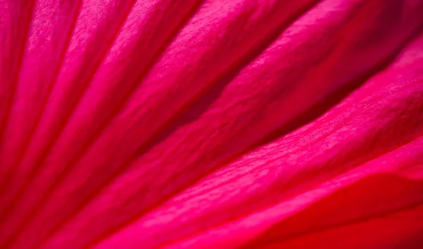 Hibiscus Rosa Sinensis Rose Chinoise Thé Aux Fleurs Hibiscus Est — Photo