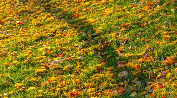 Folha Bordo Outono Uma Estrutura Achatada Uma Planta Superior Semelhante — Fotografia de Stock