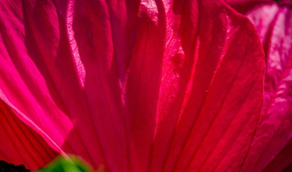 Hibiscus Rosa Sinensis Rosa Cinese Fiori Ibisco Conosciuto Con Molti — Foto Stock