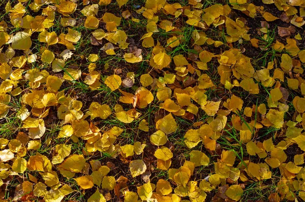 계절은 모양의 낙엽성 자작나무의 잎이다 — 스톡 사진
