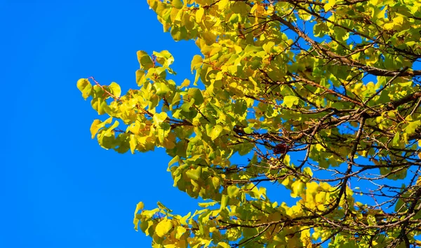 Осенние Листья Ветках Деревьев Муманное Безоблачное Небо Индийское Лето Листья — стоковое фото